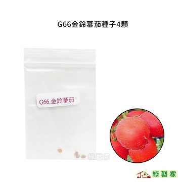 G66金鈴蕃茄種子4顆(F1，早生，不停心性，大葉濃綠，果實卵型，3果室，甚硬，綠肩，果重約120公克)【綠藝家】