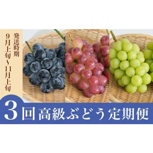 ふるさと納税 長野県 小布施町 ［3回定期便］ 高級ぶどう 食べ比べ定期便 ［小布施屋］果物 フルーツ ぶどう 葡萄  ［J-7］