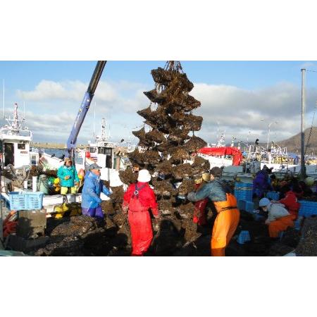 ふるさと納税 ボイルベビーホタテ200g×5袋 北海道 豊浦 噴火湾 北海道豊浦町