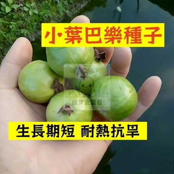 🌱四季可種（小葉巴樂種子BL-13）生長勢快 早熟 鮮甜軟糯 番石榴 抗病耐寒 高產 易種植 懶人庭院田園盆栽水果種子