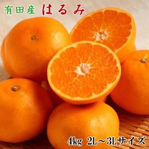 ふるさと納税 紀州有田産 はるみ 約4kg（2L〜3Lサイズのいずれか）｜みかん 希少 蜜柑 柑橘 オレンジ 果物 フルーツ ※2024年1.. 和歌山県広川町