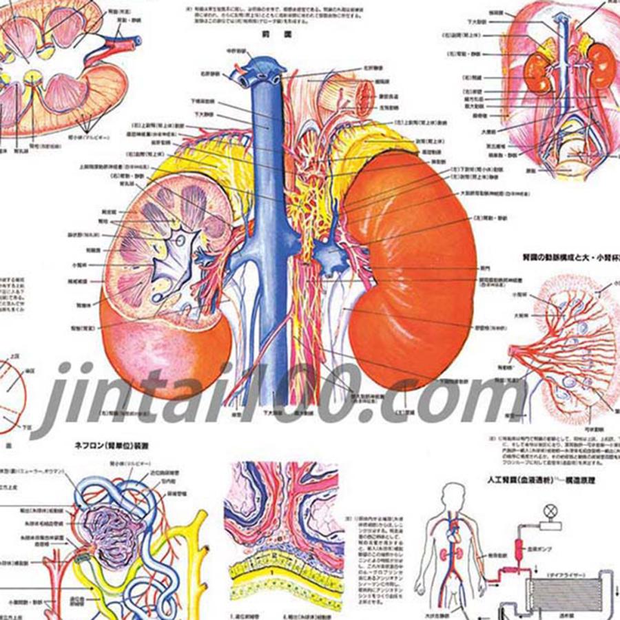 「腎臓」 医学ポスター ポスターB2サイズ  人体解剖学図ポスター 医学チャート