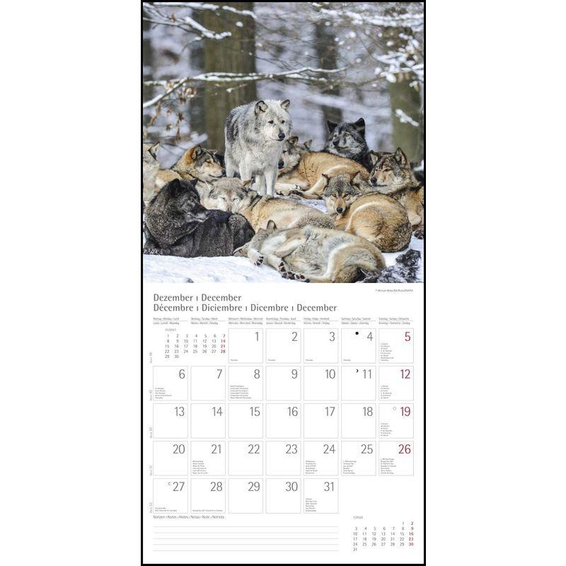 Woelfe Wolves Broschuerenkalender Wandkalender mit herausne