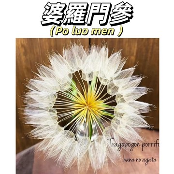 （快速出貨）婆羅門參種子 超大巨型蒲公英 小清新陽台盆栽切花花卉籽 開花超美 超好玩