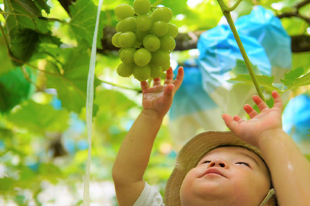 『予約受付』シャインマスカット2kg 3房～4房 葡萄 ぶどう 果物 フルーツ スイーツ