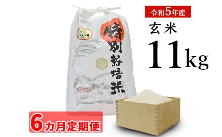 安八町産 ハツシモ (ぎふクリーン米)11kg 令和5年産