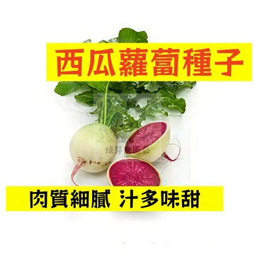 🌱【現貨-隔日到店】🥕西瓜蘿蔔種子 LB-18 肉質細膩 汁多味甜 營養豐富 抗病力強 早熟 菜頭 田園庭院盆栽蔬菜種子