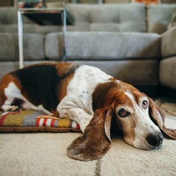 寵物床墊 睡墊 地平線舒活墊 M (4色) 可機洗