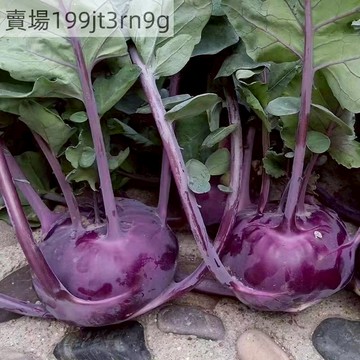 現貨 大頭菜種子（250粒）球莖甘藍  水果大頭菜種子 小饅頭水果結頭菜種子 水果結頭菜種子 結頭菜種子 大頭菜種子