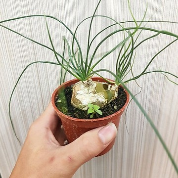 P老闆園藝~哨兵 多肉植物 3吋盆 1吋盆