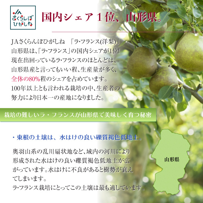 [予約 11月15日～12月25日納品] 山形県産 洋梨 ゴールドラ・フランス 5L 6-10玉 山形県 JAさくらんぼひがしね 果樹王国 ラフランス ギフト