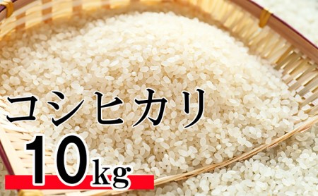 令和5年 香川県産「コシヒカリ」 10kg 讃岐育ち 精米