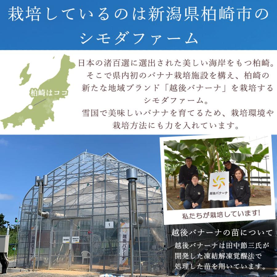 国産バナナ 皮ごと食べられる 最高級バナナ 越後バナーナ ギフトボックス 300g以上 (大3本または小6本) 数量限定  新潟県産 無農薬 お歳暮