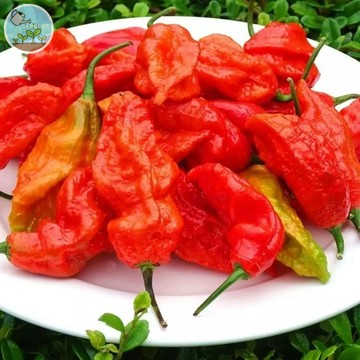 世界級辣度 紅魔鬼辣椒種子（Red Devil Hot Pepper） 鬼椒/斷魂椒 超辣挑戰 觀賞盆栽 四季可種