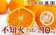 愛南育ち 吉田農園 不知火（デコポン） 約10kg 発送期間：2023年3月下旬～4月中旬