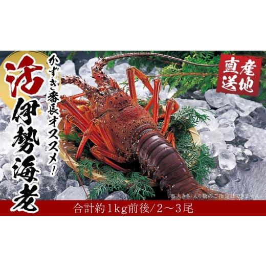 ふるさと納税 和歌山県 白浜町 活 伊勢海老 2尾〜3尾 セット 合計 約1kg 産地直送 かずき番長おススメ