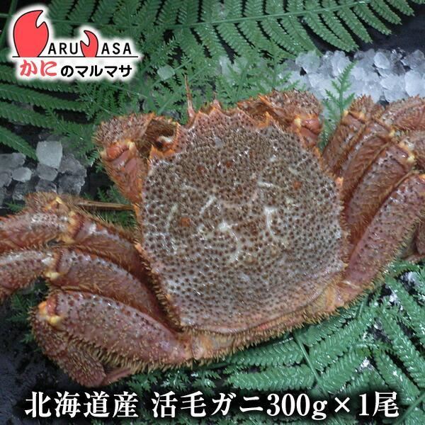 活毛がに 300g 1尾 北海道産 極上毛ガニ お歳暮 ギフト お土産 通販