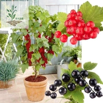 青禾園藝（醋栗種子大全）白醋栗種子 紅醋栗 黑醋栗種子 黑加侖 白加倫種子  漿果 庭院陽台種植 盆栽地栽四季高產多年生
