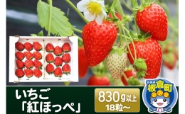 いちご「紅ほっぺ」18粒～ (計830g以上) イチゴ 苺 大粒 初摘み あまい 綺麗 真っ赤 大きい 40g以上