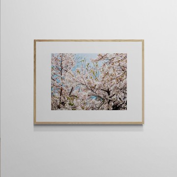 【藝術掛畫】吳金燦 Leo Wu | 022 sakura 櫻