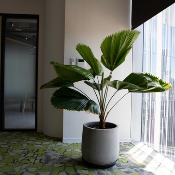 【室內盆栽】圓葉蒲葵盆栽 開幕盆栽 盆栽送禮 升遷送禮 發財樹