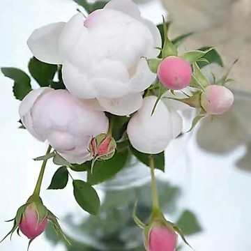 [新品日本小灌木微型月季花] 現貨 限量 濃香小兔子種子 陽臺盆栽地載  四季微型玫瑰種籽 新手好養易活