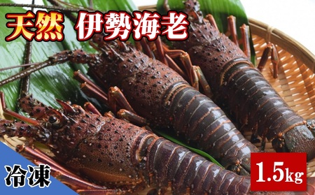  天然 伊勢海老 1.5kg（2～5尾） 黒潮町 ［1084］