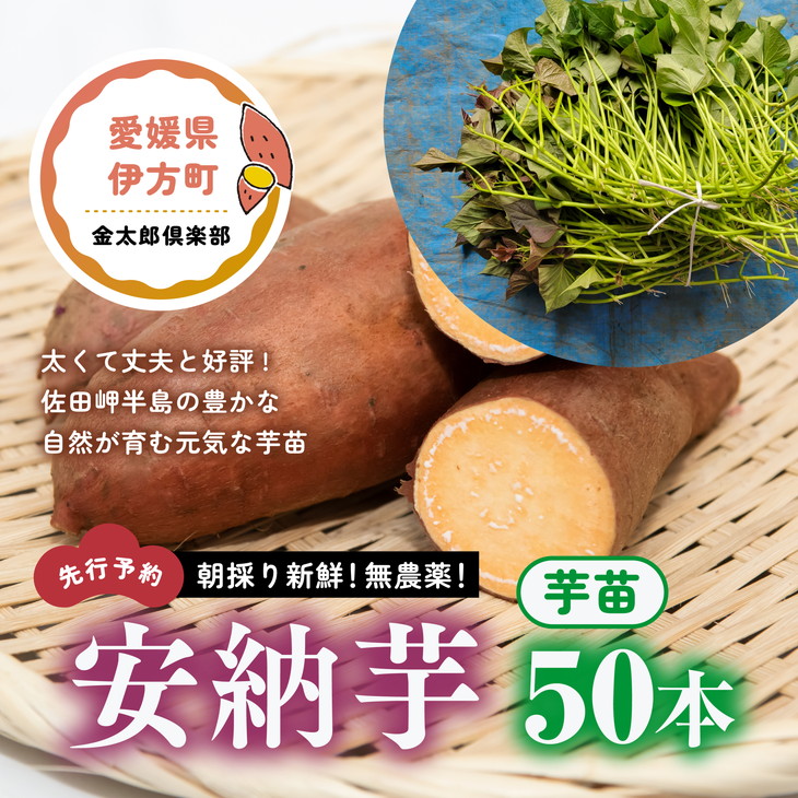 朝採り新鮮！無農薬！安納芋　芋苗（50本）| さつまいも サツマイモ 家庭菜園 ※2024年5月上旬～7月下旬頃に順次発送予定