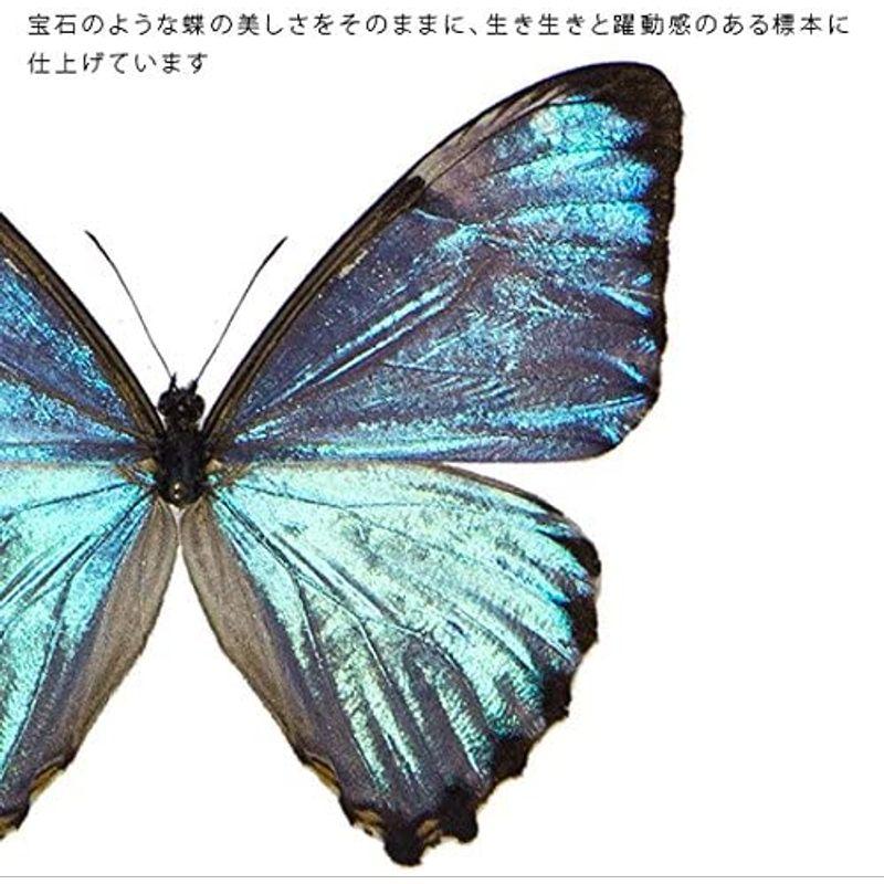 標本　パナシア・プロラー　蝶Panaceap
