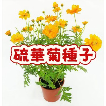 【現貨台灣發貨】爆花款硫華菊種子 大花硫華菊 花種子 四季易種 耐熱開花快 花海庭園陽台盆栽花卉