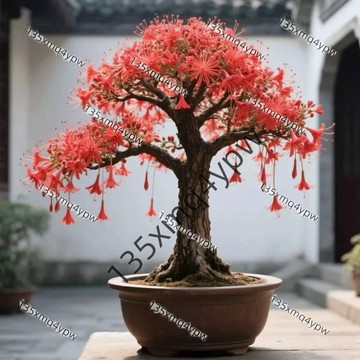 現貨 煙花波浪種子（50粒）四季種植 多年生 炮仗 濃香型 耐熱耐寒 好癢 土培 庭院種籽 超低價