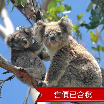 澳洲天堂鄉無尾熊抱抱·五星賭場自助饗宴·餵食大嘴鳥·海濱市集·探索陽光之都·小資黃金海岸7日_25QLBRQ4D7