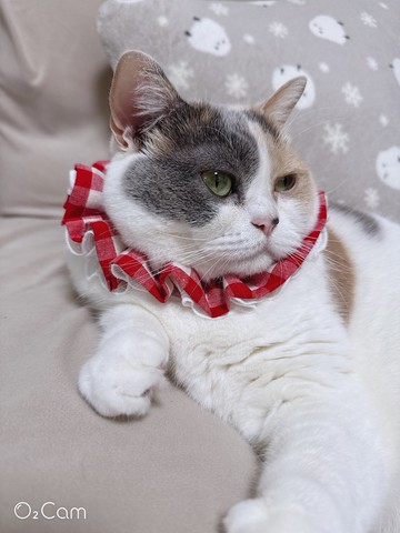 【波浪圈圈】可調式柔軟貓咪/狗狗領巾/項圈。紅格子蕾絲。