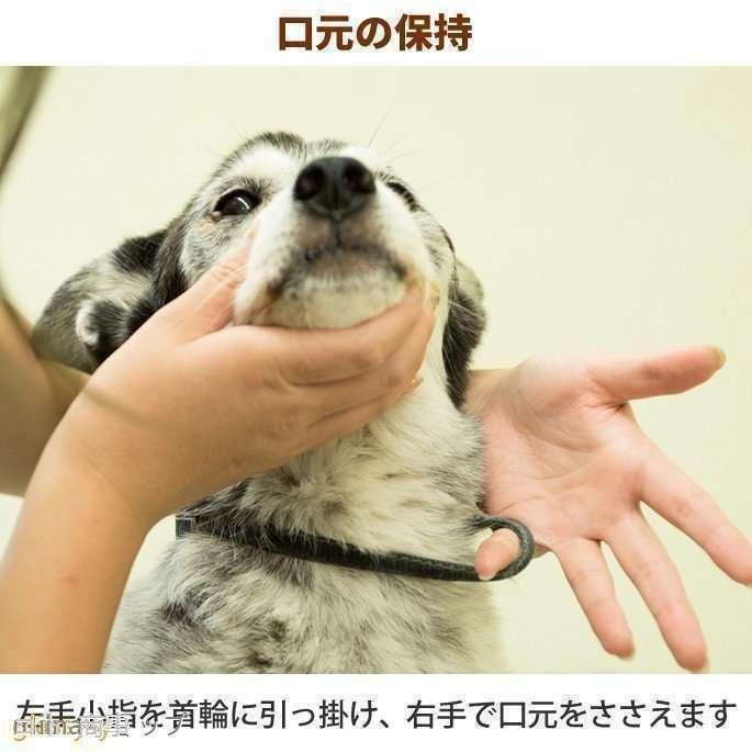 愛犬・愛猫用 歯石取り ペンチ 犬 歯石 デンタルケア ホームケア 猫 プロも愛用