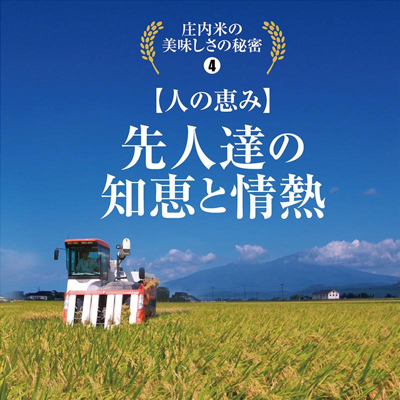 令和４年産 雪若丸５kg  山形県の米どころ庄内平野で育った庄内米 送料無料