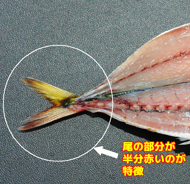 アカゼムロアジ干物　1枚