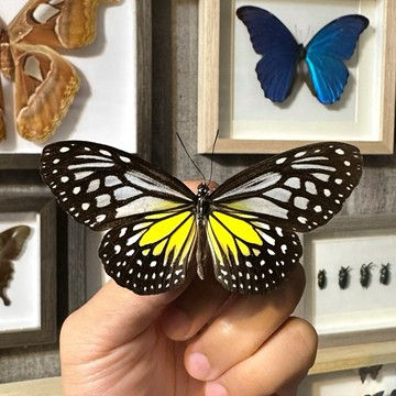 【現貨】🦋黃絹斑蝶🦋蝴蝶 昆蟲 模型 乾貨三角紙包裝 #非活體 #類模型 #藝術品