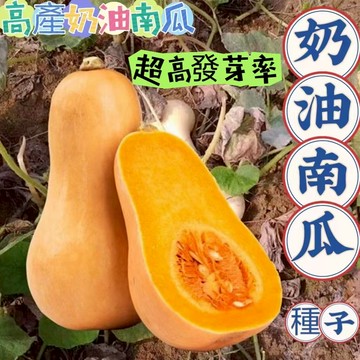 現貨💯蝦皮熱銷💥【奶油南瓜種子】🌱（50粒）紅肉奶油南瓜 奶油南瓜種子 蔬菜種子 庭院盆栽種植 香甜軟糯 高產 高發芽率