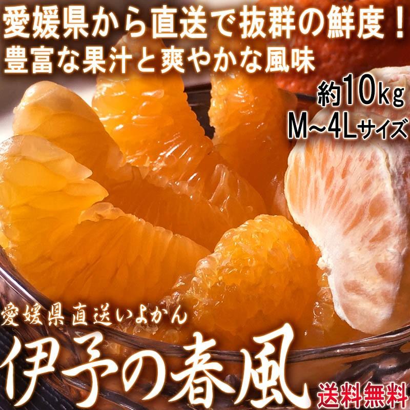 産地直送 伊予の春風 いよかん みかん 10kg M〜4Lサイズ 愛媛県産 伊予柑の出荷量全国一位の愛媛より直送！縁起の良い爽やかな甘さのフルーツ