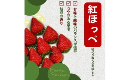 完熟いちご300g 2パック（DXパック）紅ほっぺ、よつぼし、恋みのり　から厳選