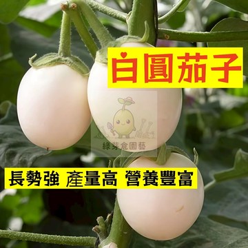 🌱高產早熟 （白園茄子種子） 高水分 低熱量 易種植 營養豐富 抗病 高產 種子 農家庭院種植 #果菜類蔬菜種子