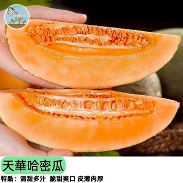 🍈【農友種苗老字號】天華哈密瓜種子 橘肉網紋洋香瓜 台灣培育品種 皮薄多汁高甜度 自家栽培 庭園種植