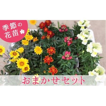 ふるさと納税 季節の花苗「おまかせセット」 埼玉県鴻巣市