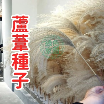 臺灣現貨 水生植物 蘆葦種子 耐鹽鹼 溼地生態 庭院造景 池邊綠化 抗汙染 景觀設計 原生種子 淨化水質 長期供應