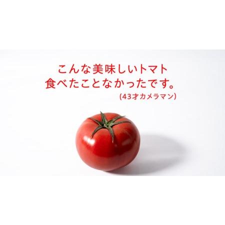 ふるさと納税 スーパーフルーツトマト 小箱 約800g（7〜13玉）×1箱 糖度9度以上 スーパーフルーツ トマト とまと.. 茨城県桜川市