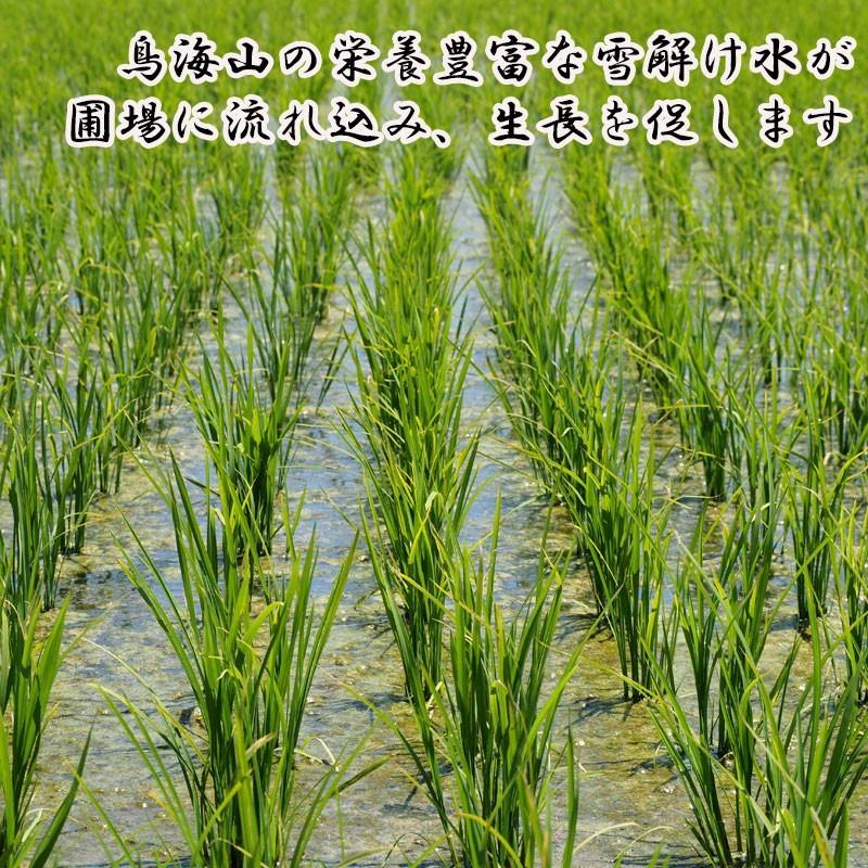 米 コシヒカリ 白米 10kg 送料無料 高級 特別栽培米 山形県産 令和5年産 美味しいお米 氷河米 山形 庄内 農家直送