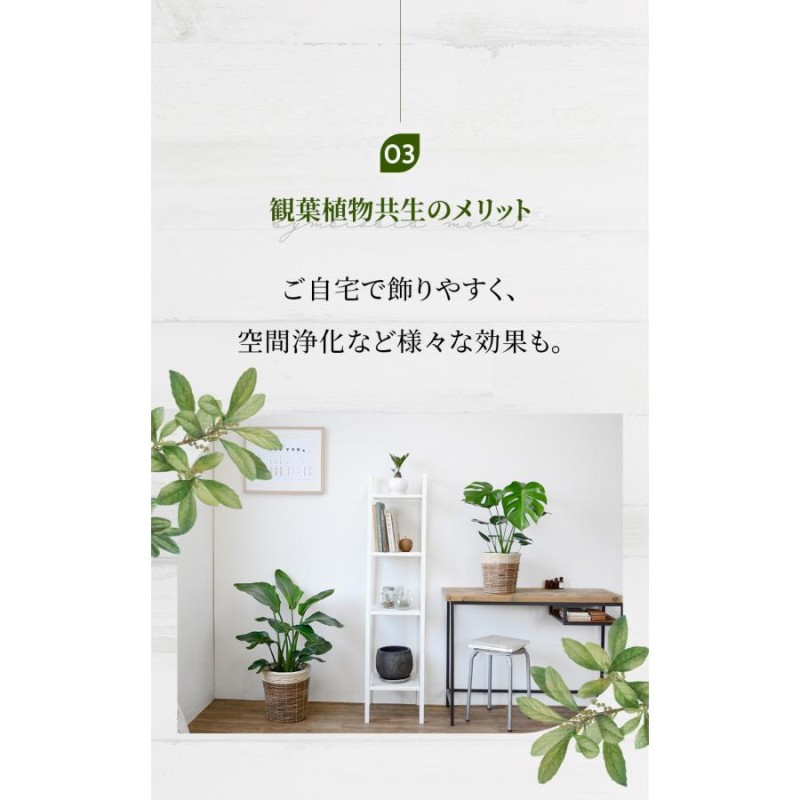 アレカヤシ 8号 観葉植物（¥8,800） - beautifulbooze.com