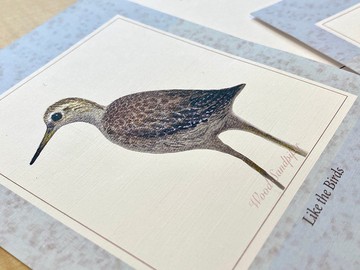 手繪 台灣常見水鳥-鷹斑鷸 明信片
