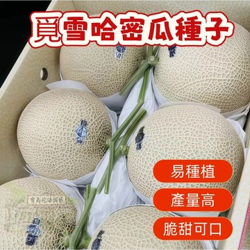 🔥熱銷 覓雪哈密瓜種子 香瓜種子 營養豐富 超甜 多款哈密瓜種子   四季種植水果種子 香甜濃郁 超實惠價🍈