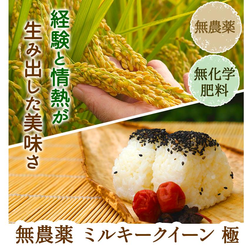 無農薬 玄米 米 3kg 無農薬 ミルキークイーン 極 令和5年福井県産 新米入荷 送料無料 無農薬・無化学肥料栽培